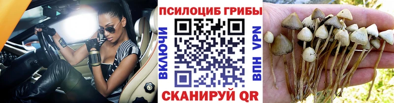 Псилоцибиновые грибы Psilocybine cubensis  Миасс 